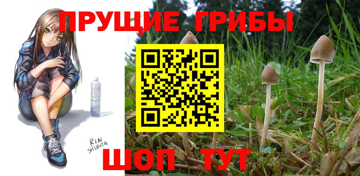 Киселёвск  где купить наркоту  Вход с VPN  Галлюциногенные грибы Psilocybe 